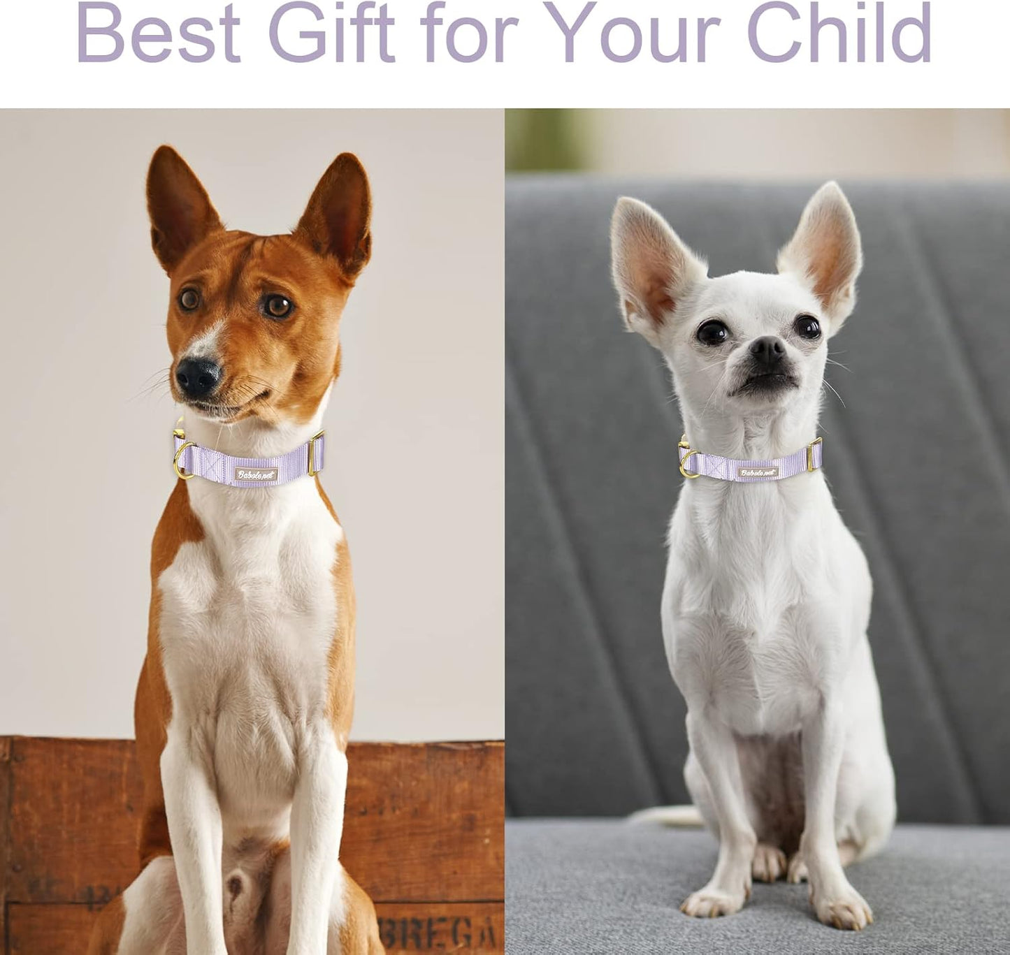 Adjustable Lavender Nylon Dog Collar with Safety Metal Buckle for Small, Medium, and Large Dogs
