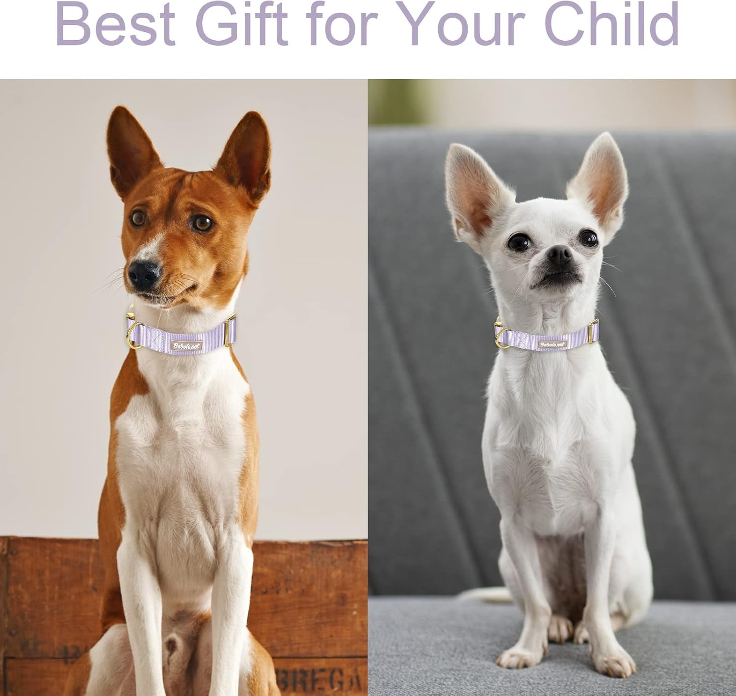 Adjustable Lavender Nylon Dog Collar with Safety Metal Buckle for Small, Medium, and Large Dogs