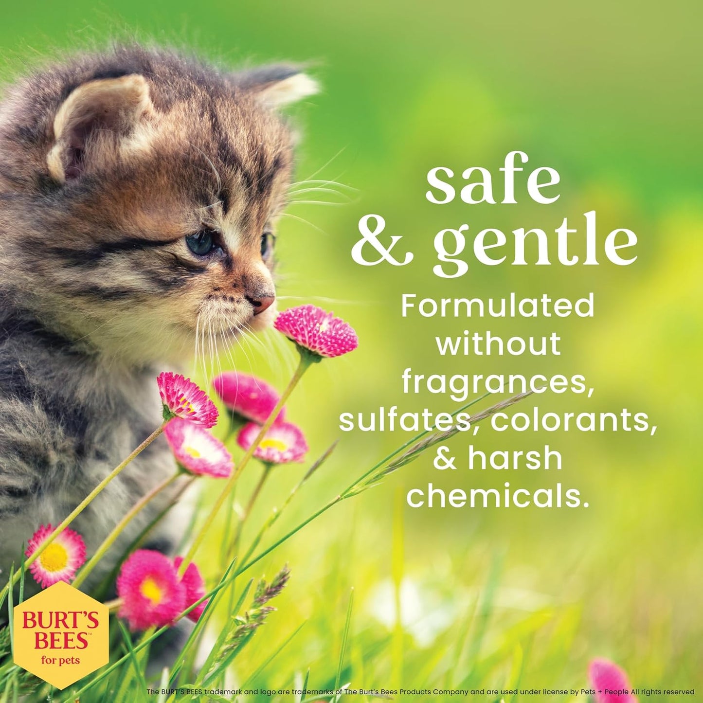 Tearless Buttermilk and Honey Kitten Shampoo, 99% Natural Origin, Gentle Formula for Sensitive and Itchy Skin, pH Balanced and Fragrance-Free, 10 Fl Oz