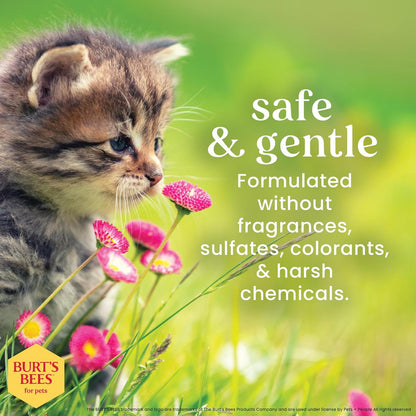 Tearless Buttermilk and Honey Kitten Shampoo, 99% Natural Origin, Gentle Formula for Sensitive and Itchy Skin, pH Balanced and Fragrance-Free, 10 Fl Oz