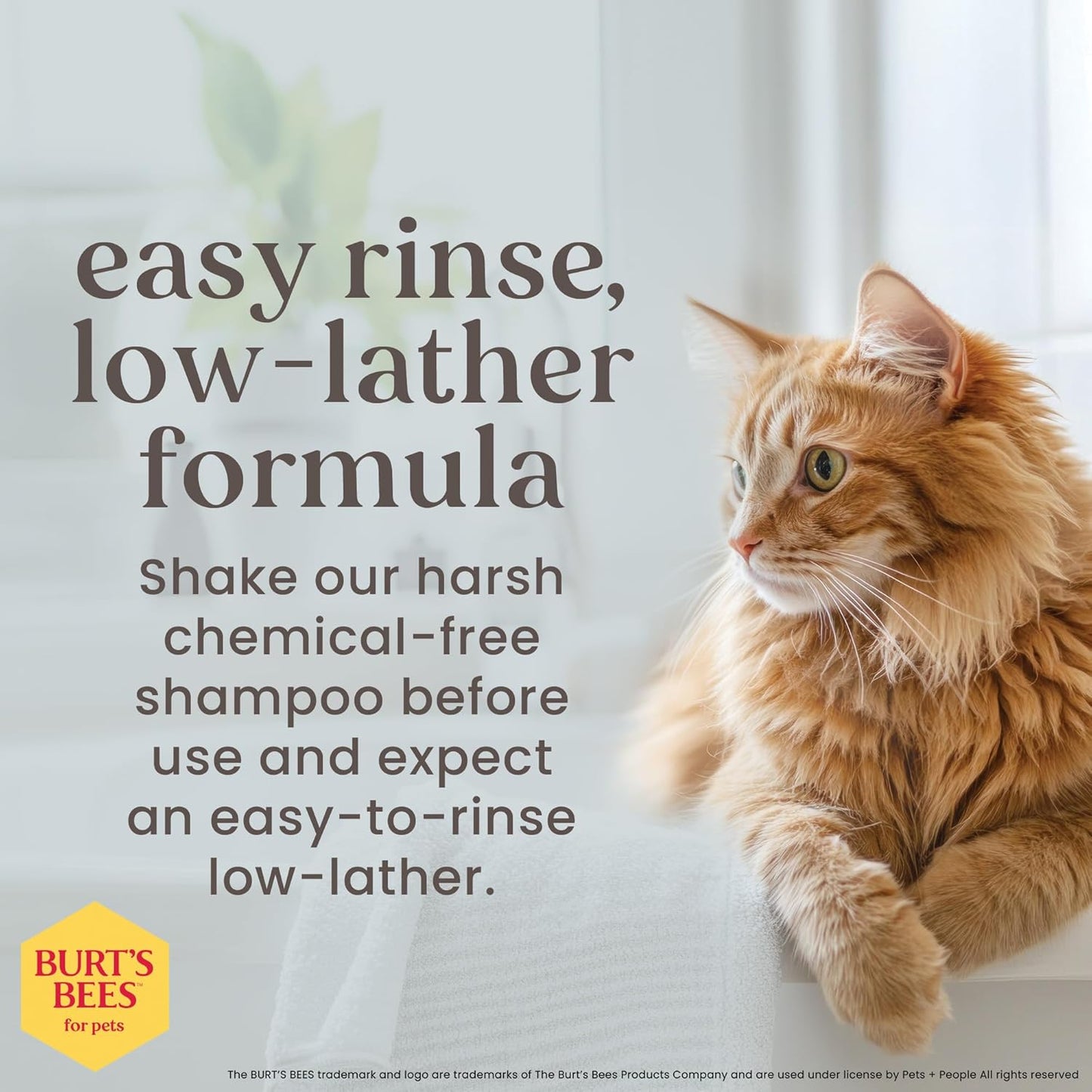 Tearless Buttermilk and Honey Kitten Shampoo, 99% Natural Origin, Gentle Formula for Sensitive and Itchy Skin, pH Balanced and Fragrance-Free, 10 Fl Oz