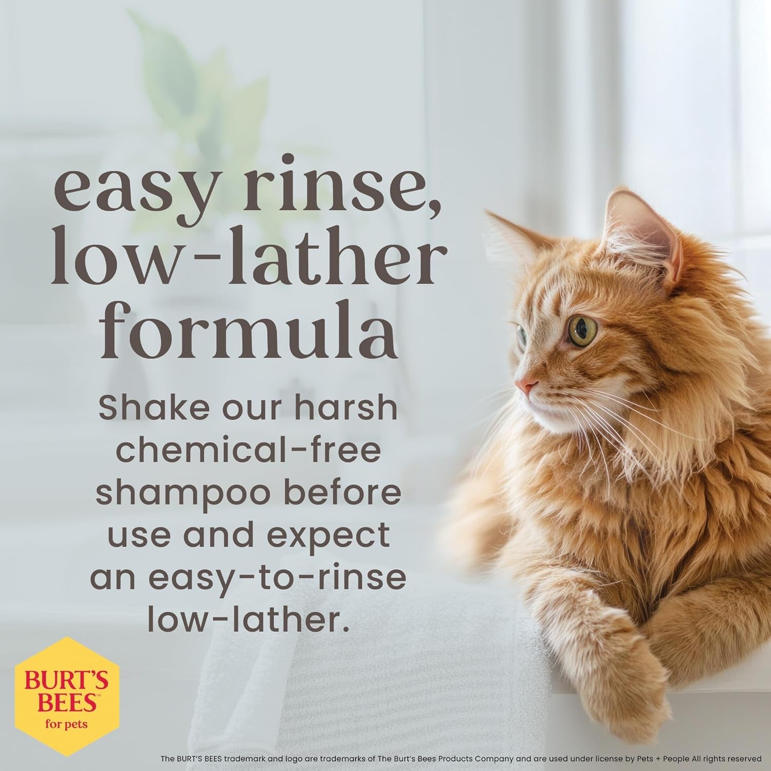 Tearless Buttermilk and Honey Kitten Shampoo, 99% Natural Origin, Gentle Formula for Sensitive and Itchy Skin, pH Balanced and Fragrance-Free, 10 Fl Oz