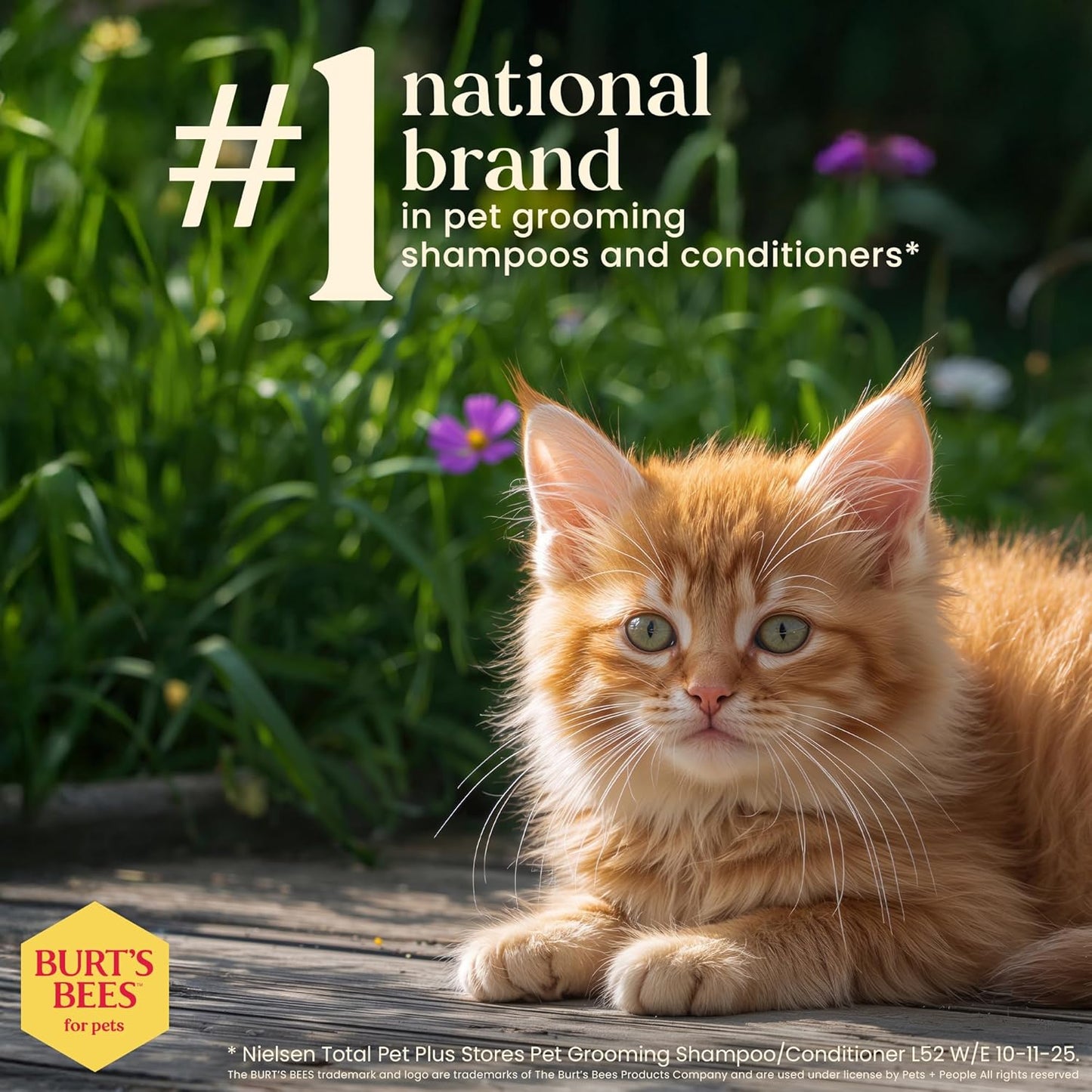 Tearless Buttermilk and Honey Kitten Shampoo, 99% Natural Origin, Gentle Formula for Sensitive and Itchy Skin, pH Balanced and Fragrance-Free, 10 Fl Oz