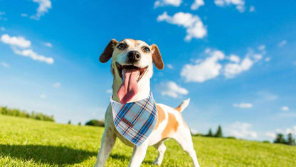 Blue Plaid Dog Bandana and Cat Kerchief - Triangle Bibs Scarf for Small, Medium, and Large Pets