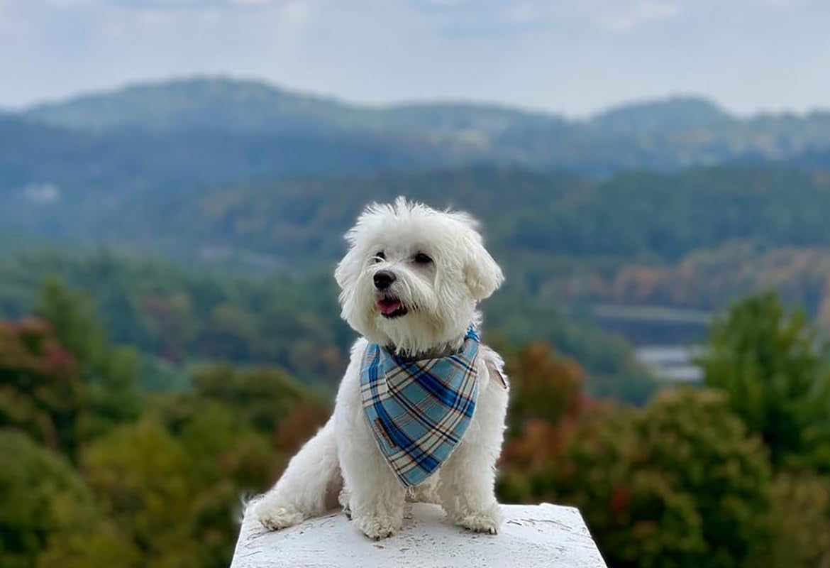 Blue Plaid Dog Bandana and Cat Kerchief - Triangle Bibs Scarf for Small, Medium, and Large Pets